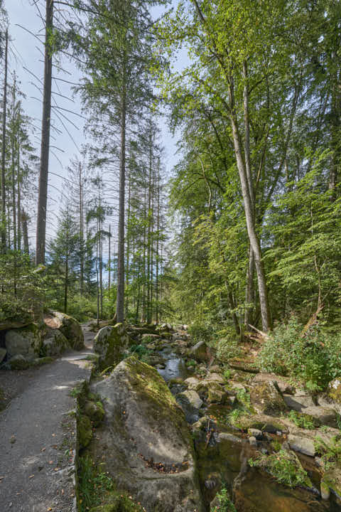 Gemeinde Waldkirchen Landkreis Freyung-Grafenau Saußbachklamm (Dirschl Johann) Deutschland FRG